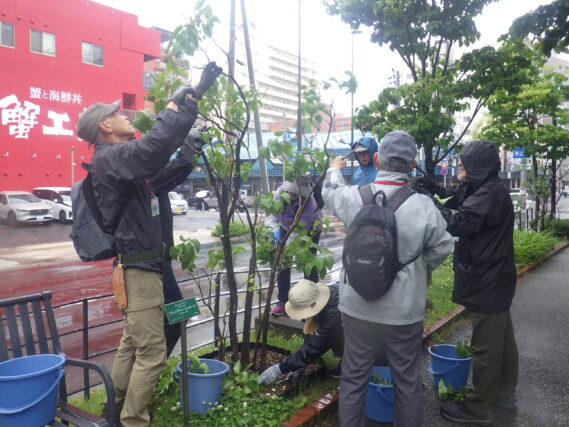 指導を受けてライラックの花後剪定をする植物ポランティア
