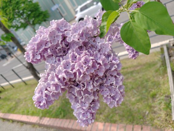 ライラック投稿写真096チャームが満開
