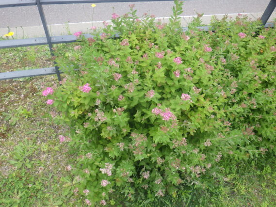シモツケの花が咲いた様子
