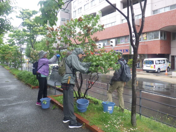 指導を受けてライラックの花後剪定をする植物ポランティア