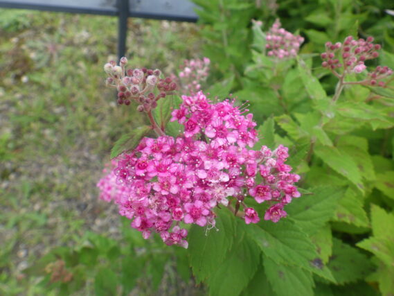 シモツケの花