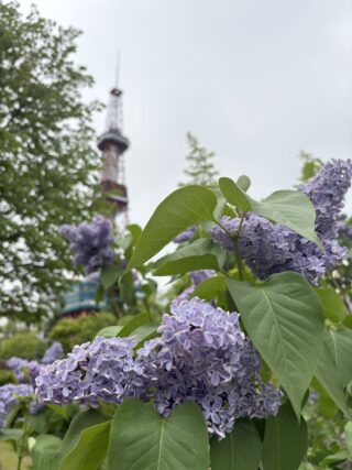 ライラック投稿写真094札幌の光景
