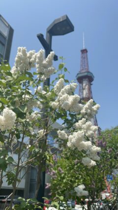 ライラック投稿写真103テレビ塔とライラックのコラボ