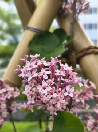 ライラック投稿写真089さり気なくラッキーライラック
