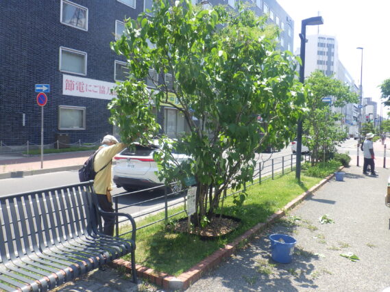 北１条でライラックの花がら摘みをする植物ボランティア
