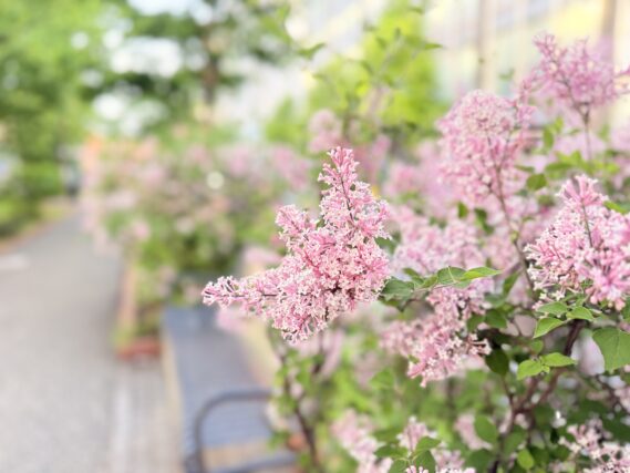 ライラック投稿写真082ふわふわライラック