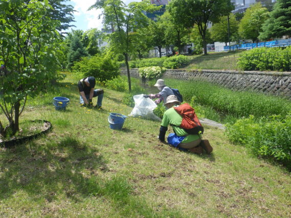 ブタナと格闘する除草ボランティア