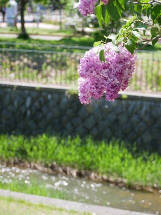 ライラック投稿写真105川のせせらぎとともに