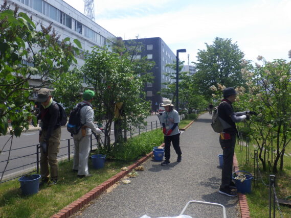北１条でライラックの花がら摘みをする植物ボランティア