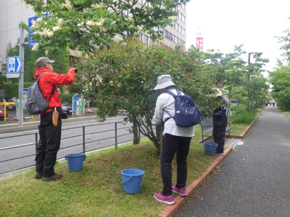 雨の中ライラックの花がら摘みをする植物ボランティア