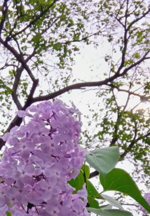 ライラック投稿写真093リラの薫り