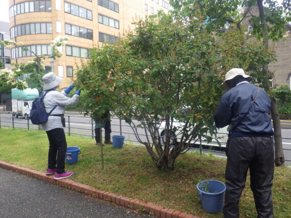 雨の中ライラックの花がら摘みをする植物ボランティア