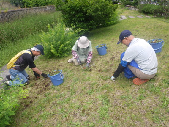 芝生斜面で除草をする除草ボランティア