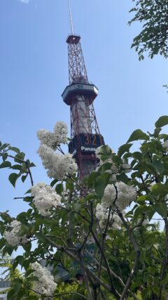 ライラック投稿写真070ライラックが香る街