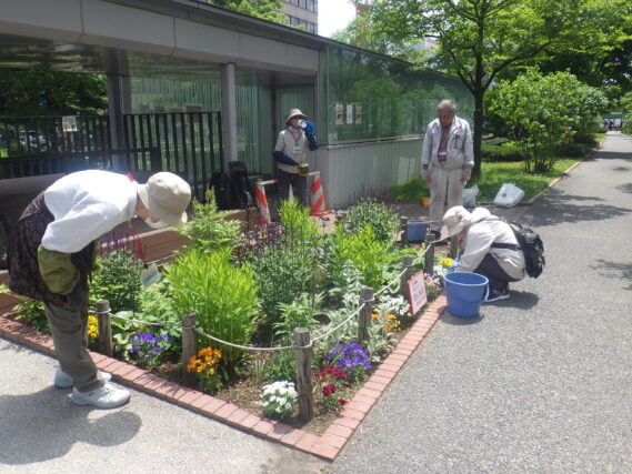 花壇の手入れをする花くらぶ