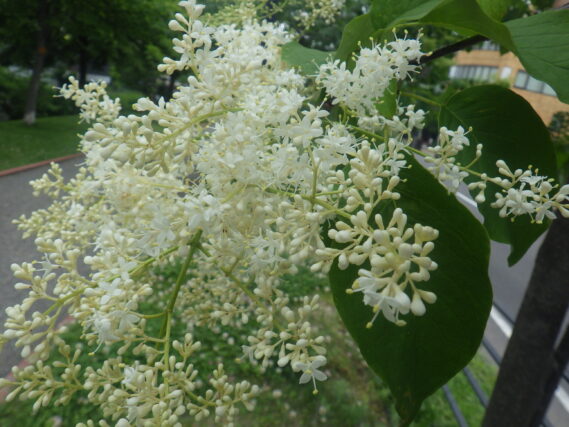 ハシドイの花