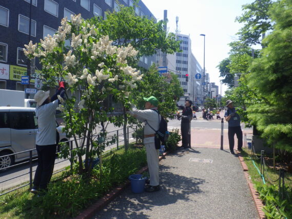北１条でライラックの花がら摘みをする植物ボランティア