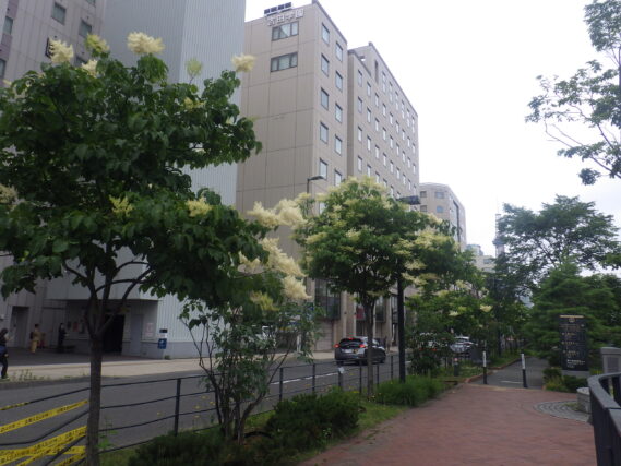 ハシドイの花が咲いた様子