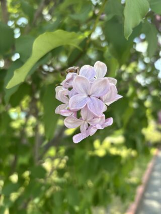 ライラック投稿写真083ちびライラック