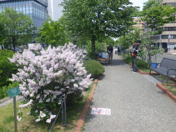 「満開のミスキムとライラックの花がら摘み」の画像