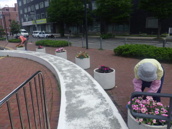 まんなか広場のコンテナのお手入れをする花くらぶ