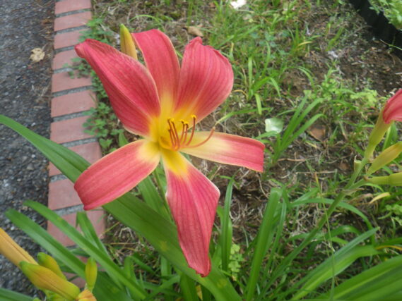 ヘメロカリスの花