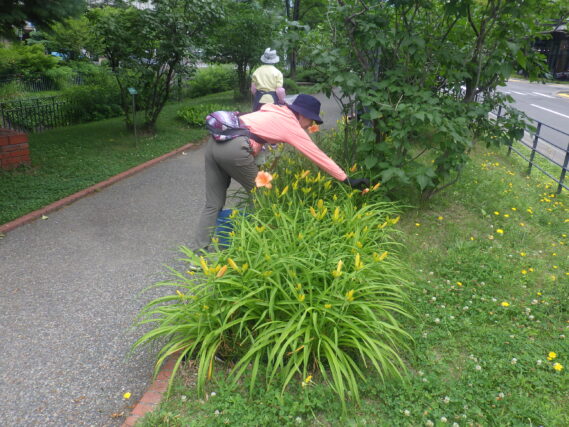 ヘメロカリスの花がら摘みをする花くらぶ