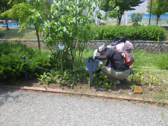 スズラン花壇の除草をするお助け隊
