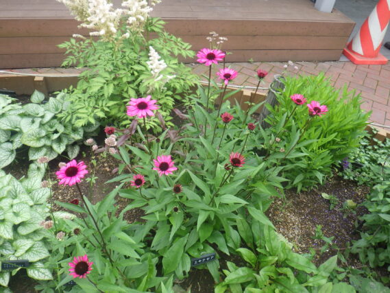 花壇の咲くエキナセアの花