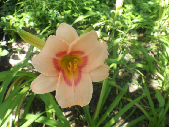 ヘメロカリス「レッドアイ」の花