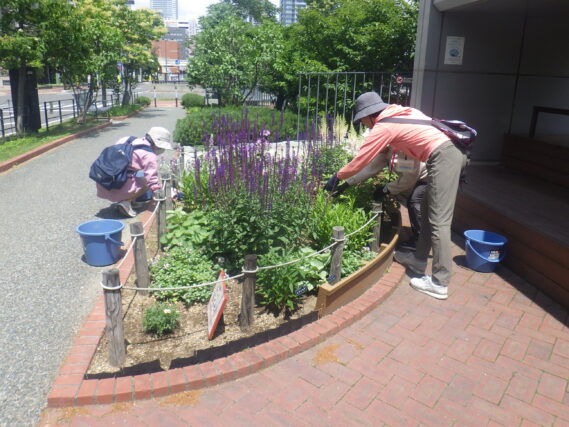 花壇のお手入れをする花くらぶ