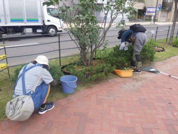 モンタナマツの剪定をする植物ボランティア