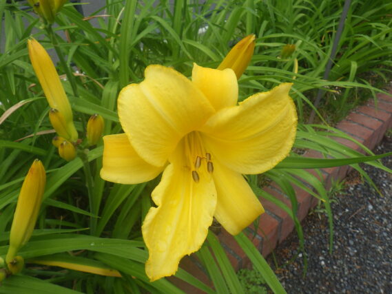 ヘメロカリスのマリートッドの花