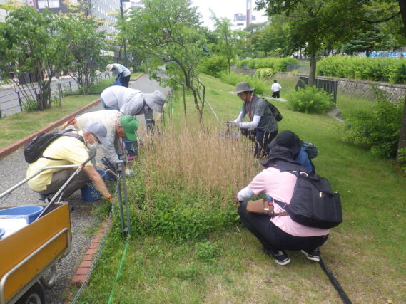 スズラン花壇除草をする植物ボランティア