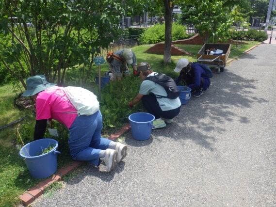スズラン花壇の除草をするお助け隊
