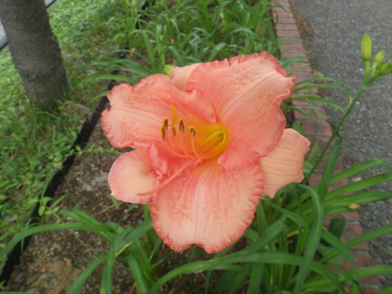 ヘメロカリス「ダンシングシバ」の花