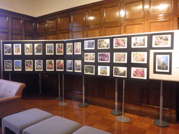 ライラック写真展の展示の様子
