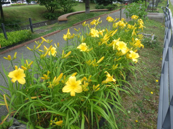 ヘメロカリス「マリートッド」の花壇