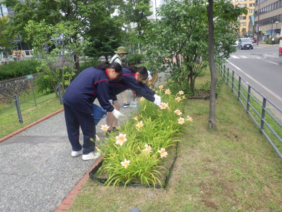 ヘメロカリスの花がら摘みをする高校生ボランティア
