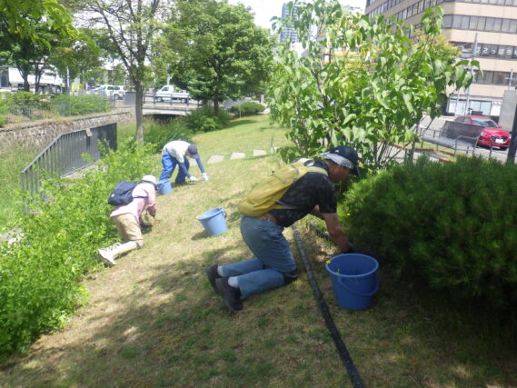 芝生斜面でブタナなどの除草をする除草ボランティア