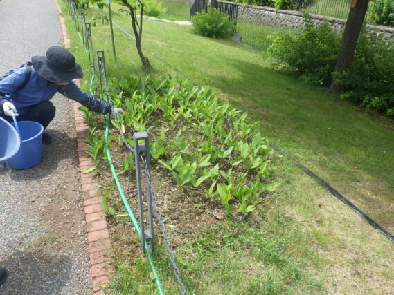 除草されたスズラン花壇