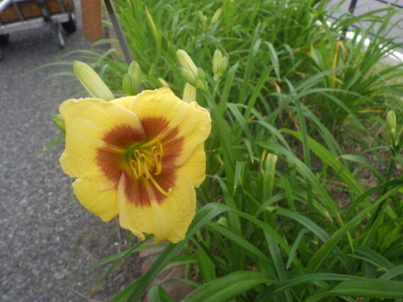 ヘメロカリス「リトルビックマン」の花
