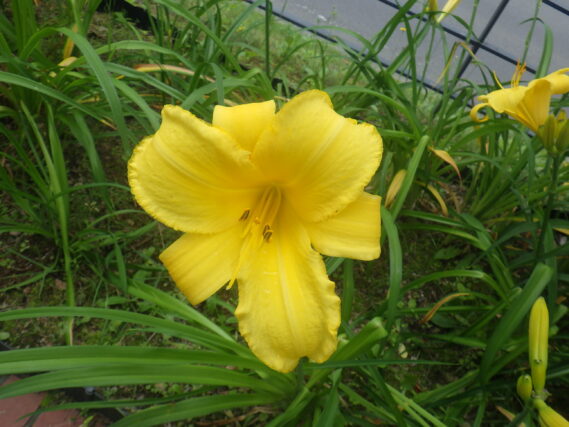 ヘメロカリス「パトリオット」の花
