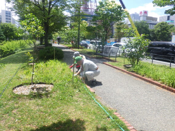 スズラン花壇除草をする植物ボランティア