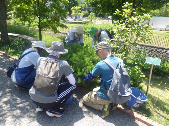 「7月中旬の公園ボランティア」の画像