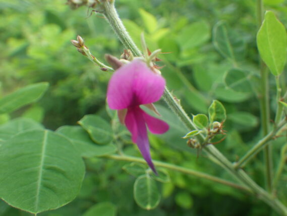 ハギの花