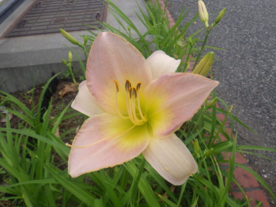 ヘメロカリス「ライラックスノー」の花