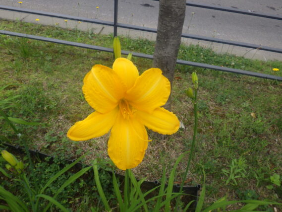 ヘメロカリス「カートホイールズ」の花