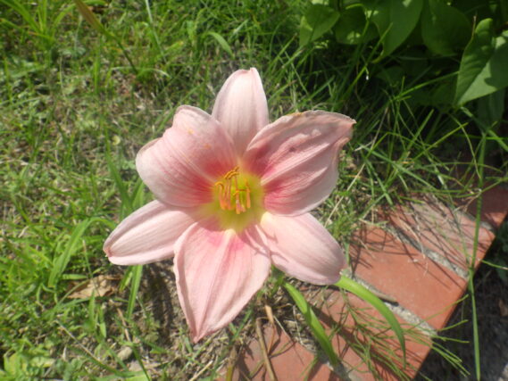 ヘメロカリスの「トゥーシ―ローズ」の花