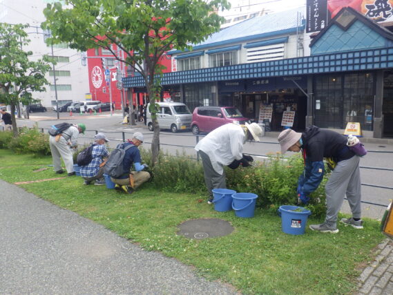 シモツケの花後の選定をする植物ボランティア